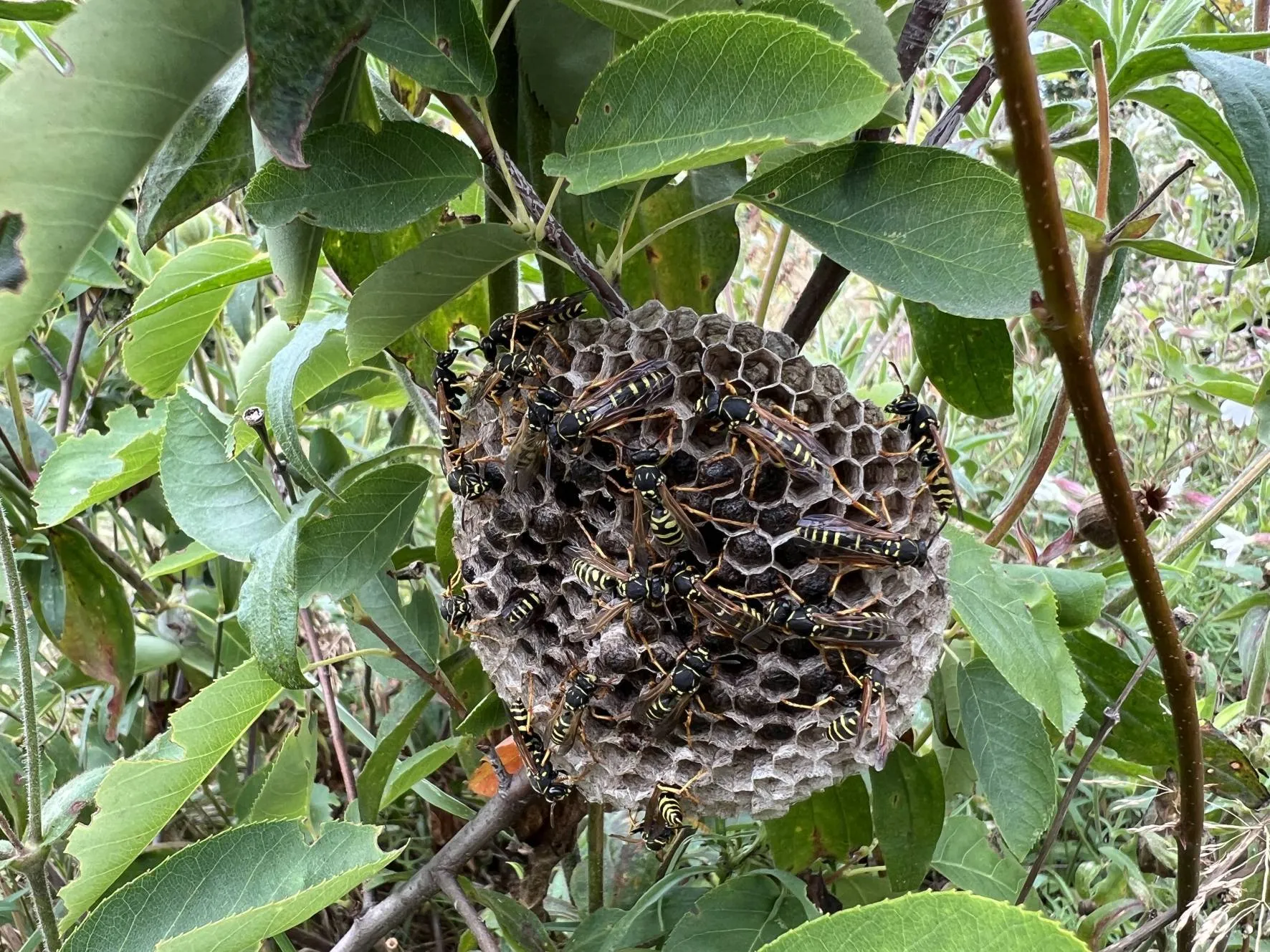 Wesp Nest bergveldwespen aan stengel - Nathan Veenstra