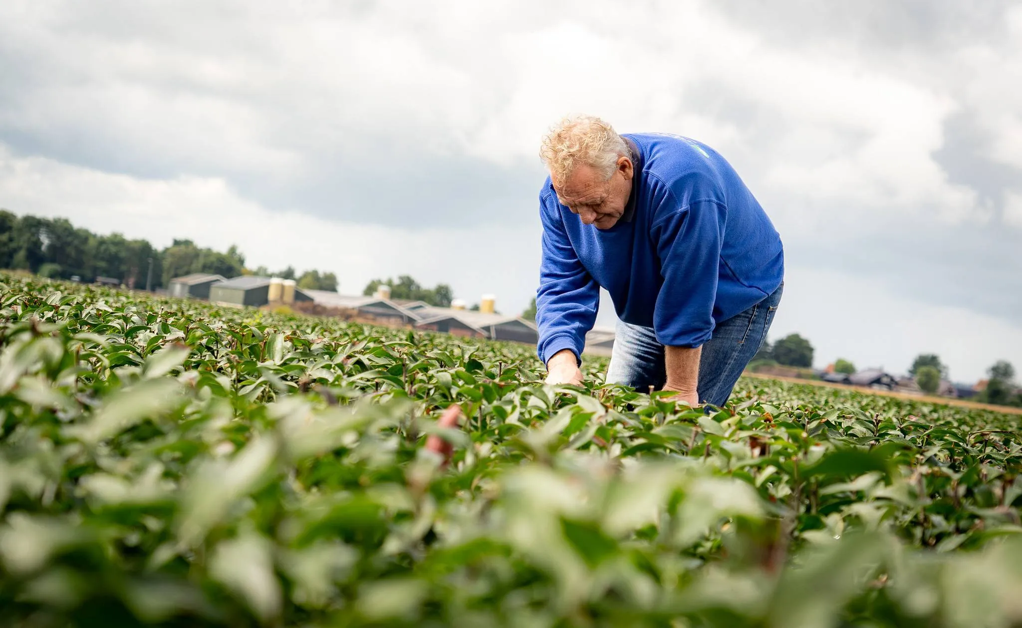 DR Drentselelieteler