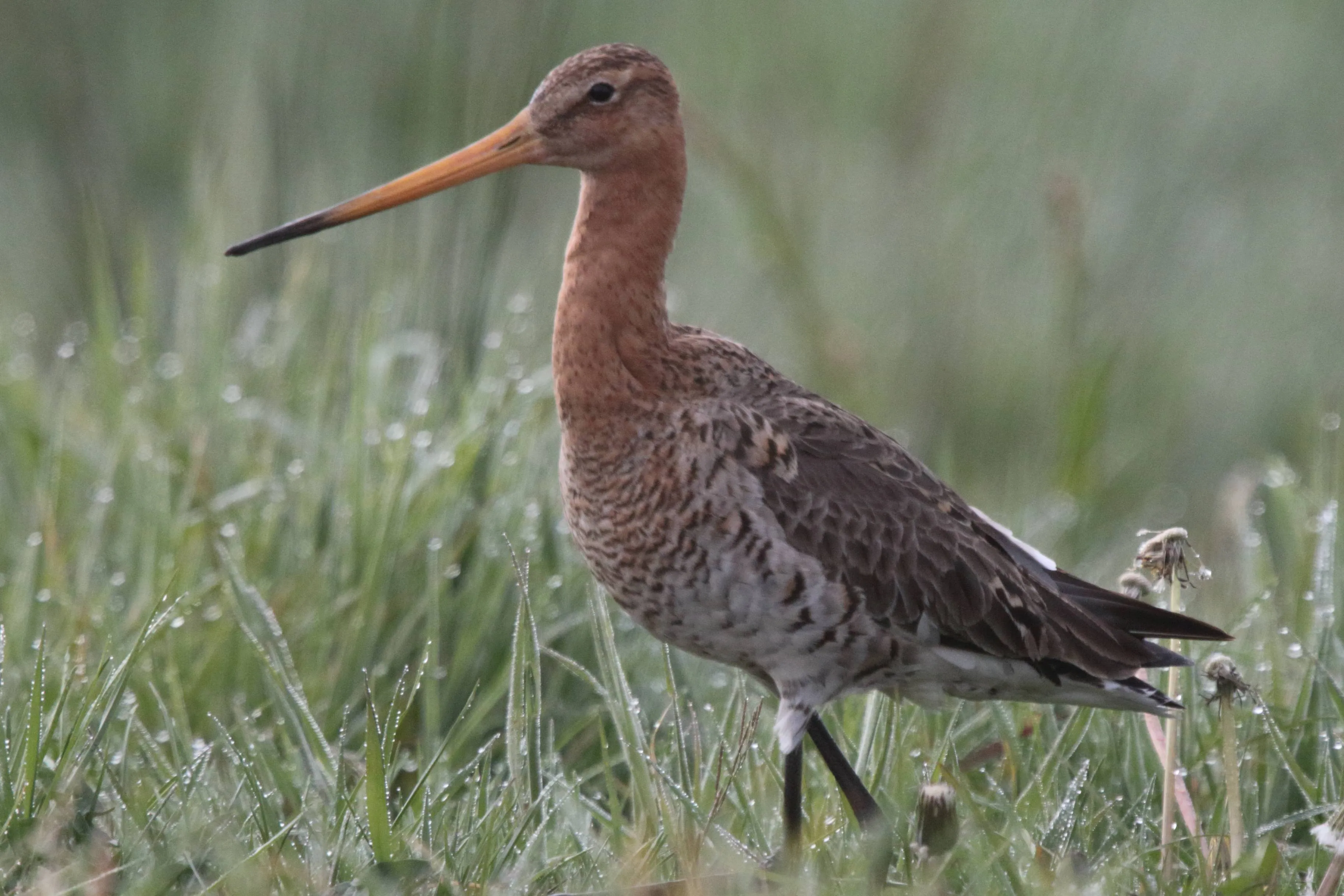 STA Grutto foto Gerrit Lammers