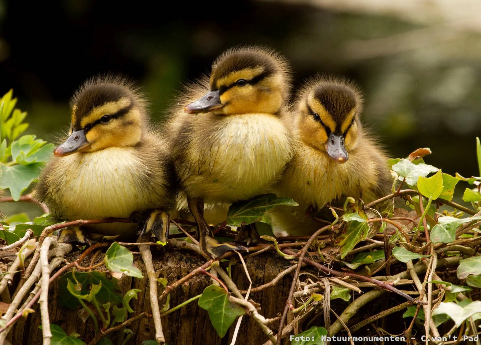 Ruinen Natuurmonumenten jonge eenden- C.van't Pad-watermerk-1920-NAMO73545