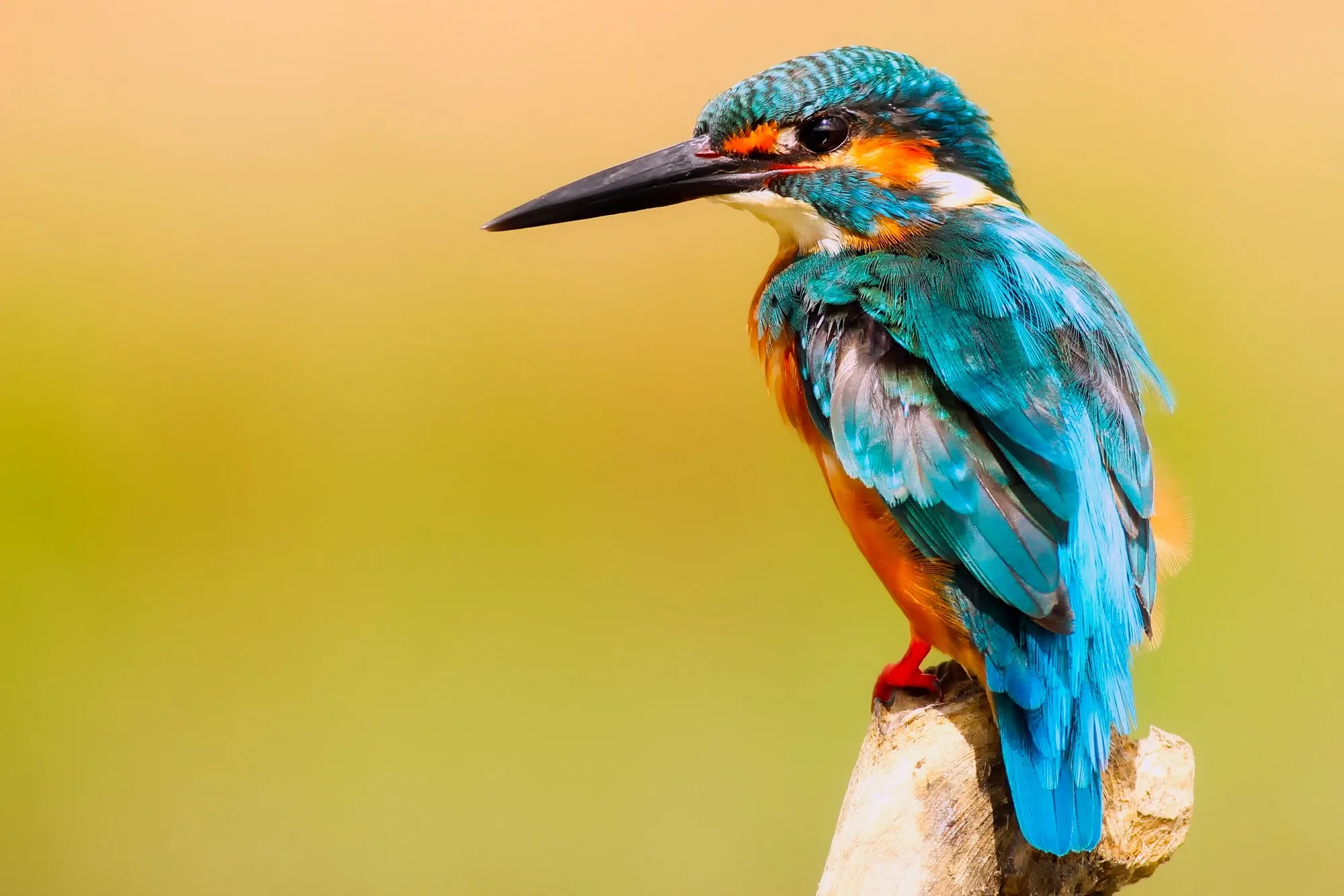 Whisky Names Explained: De IJsvogel