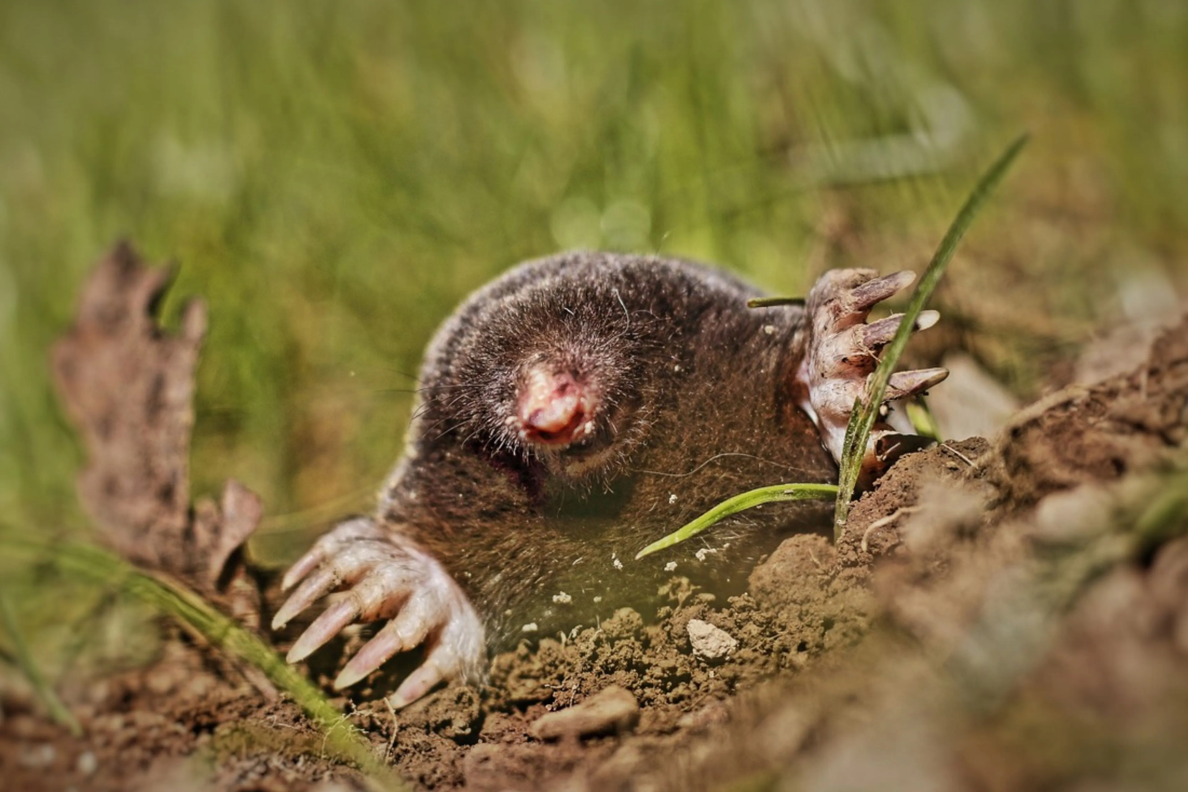Goed voorspellen van Wie is de Mol winnaar 2024, mede dankzij AI, levert gratis fles whisky op