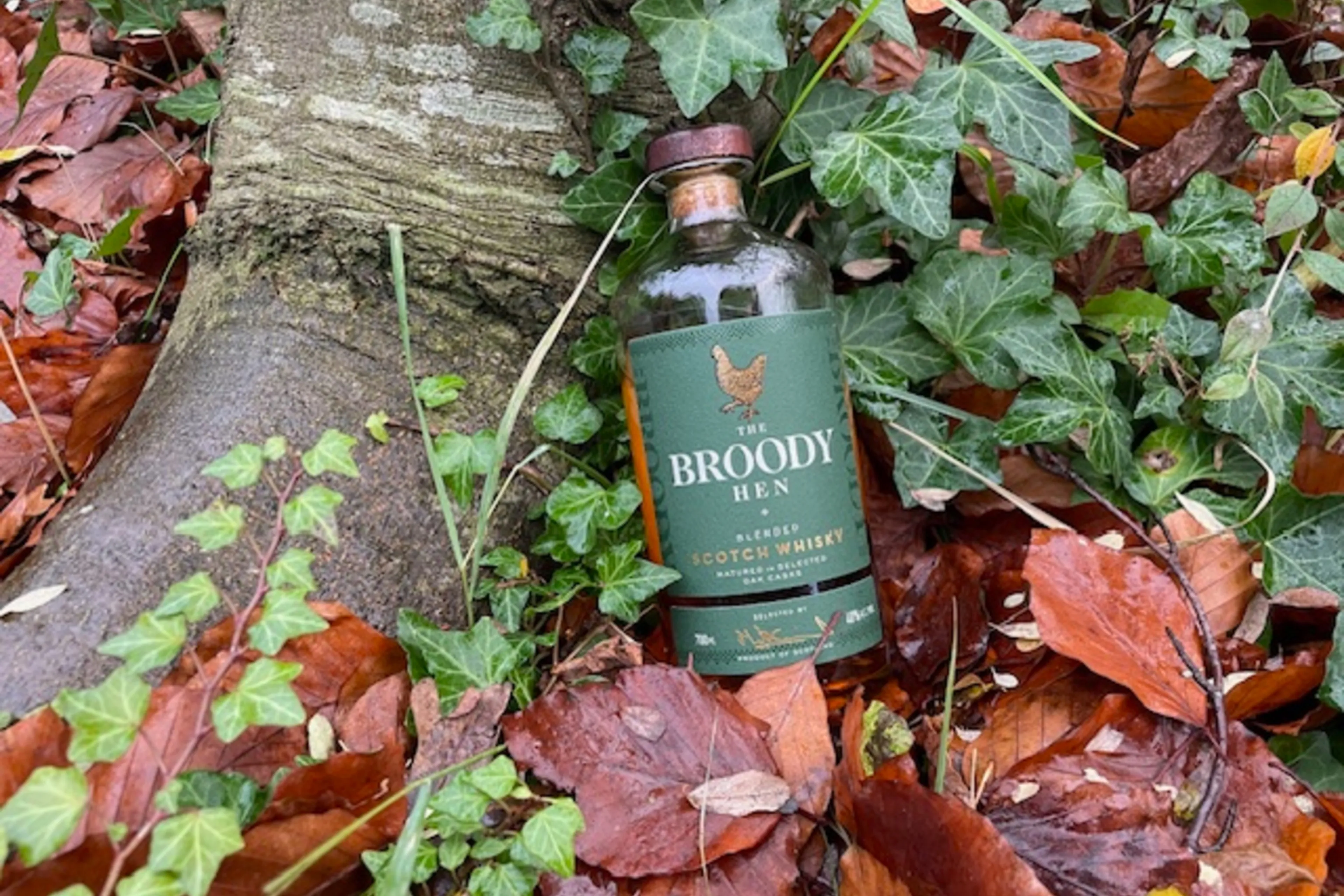 The Broody Hen Blended Scotch Whisky Review– The hidden spirit