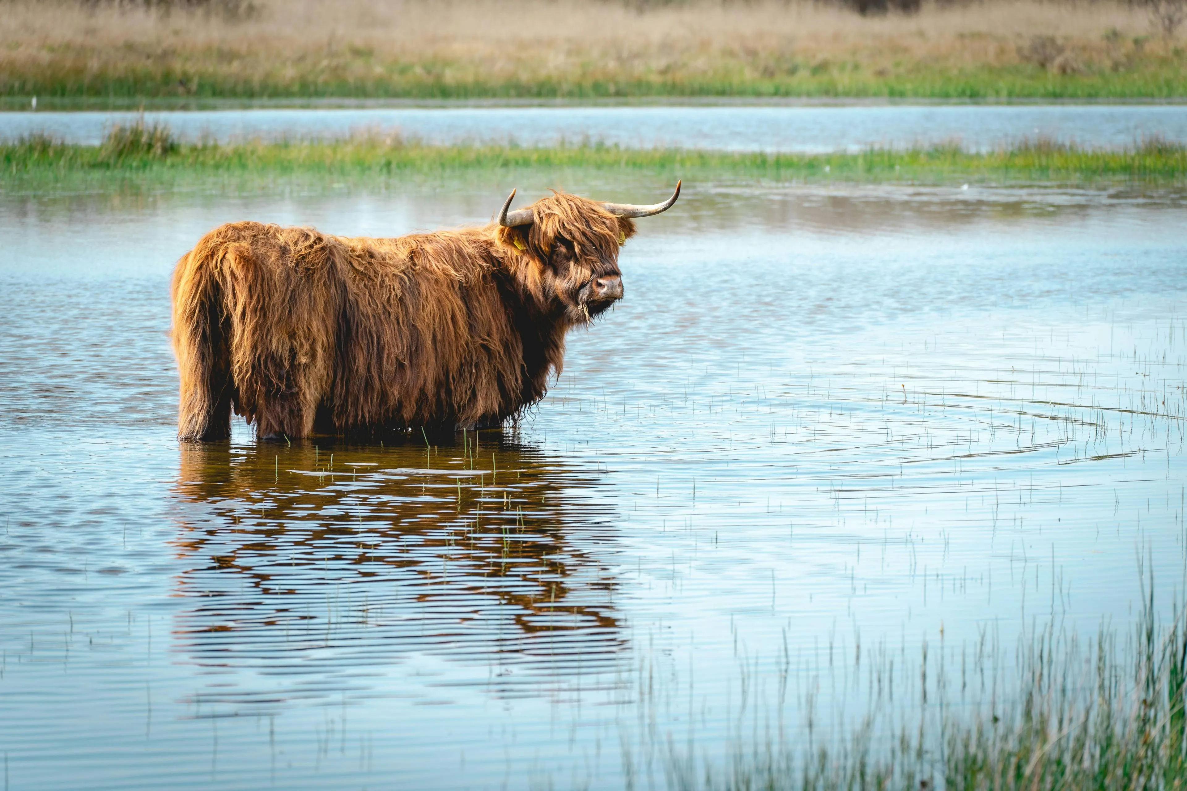 hooglander