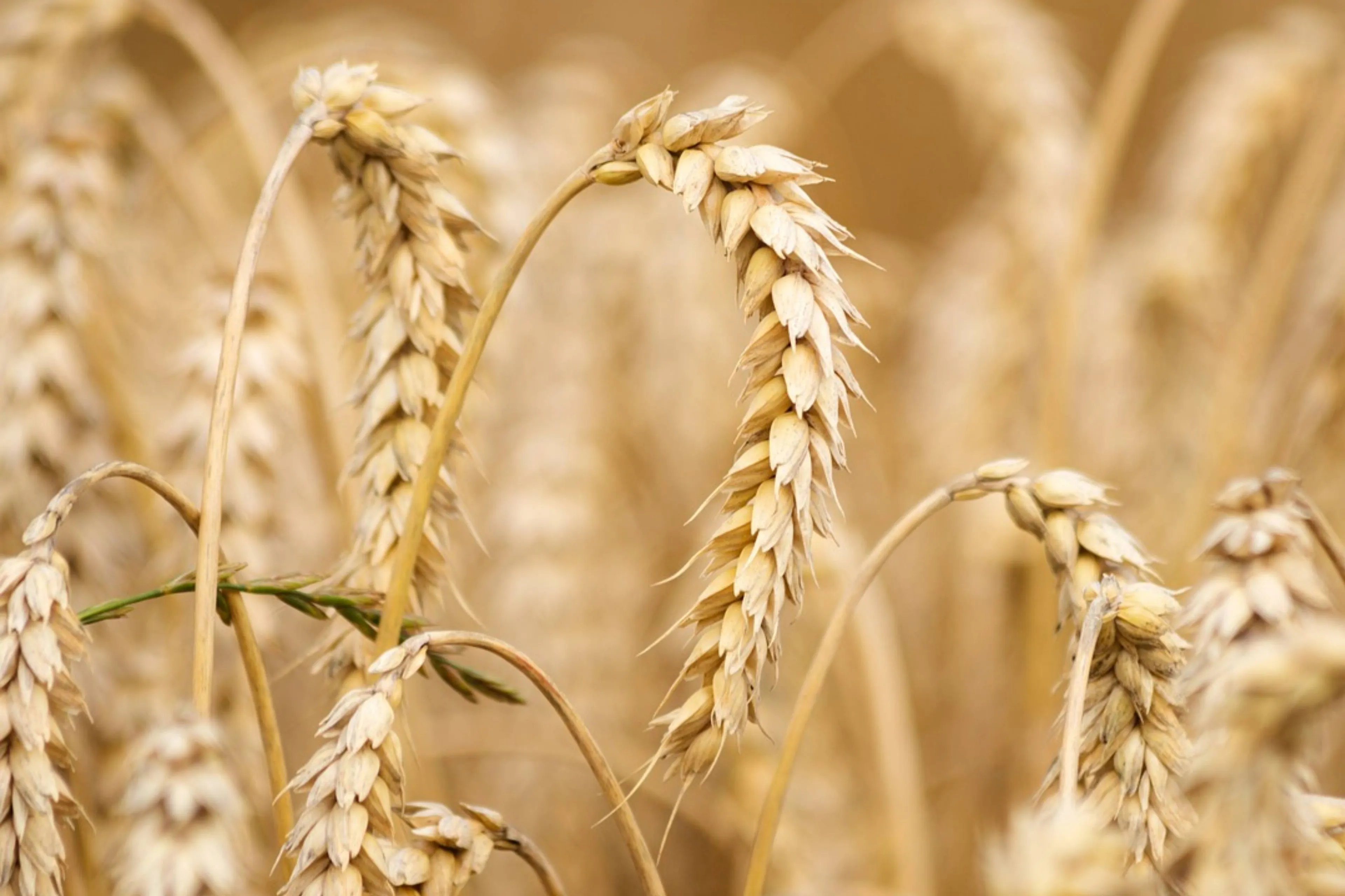 Did You Know Spring and Winter Barley Shape the Character of Scotch Whisky?