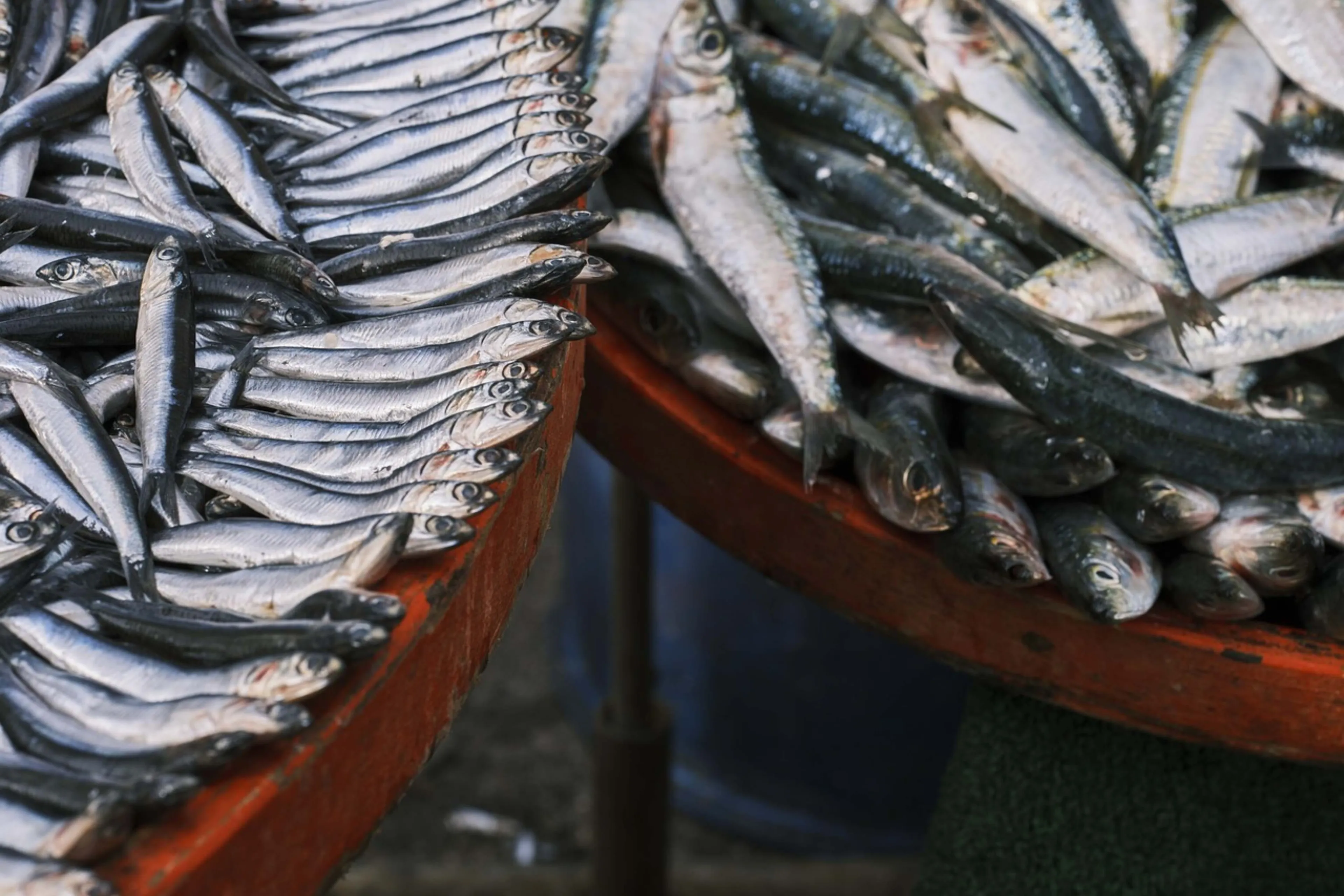 Did you know there was once a rumor that Campbeltown whisky was aged in herring casks?