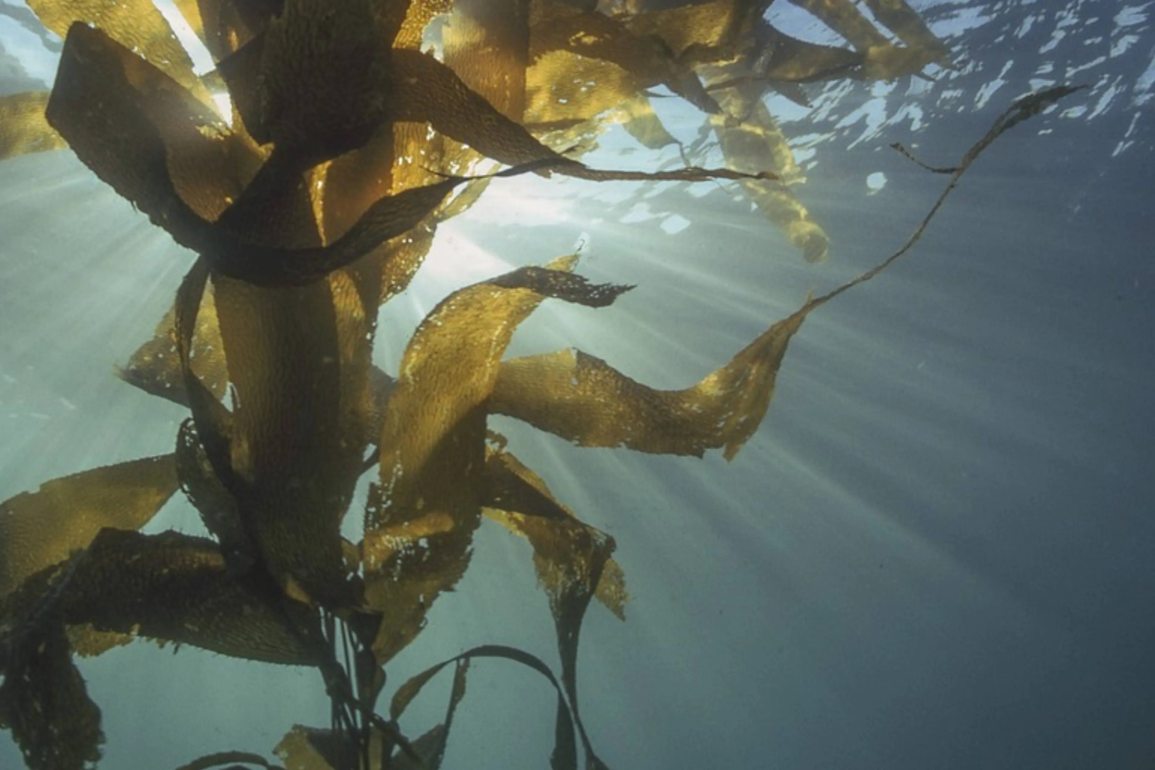 Did You Know Seaweed Is Sometimes Used to Make Whisky?