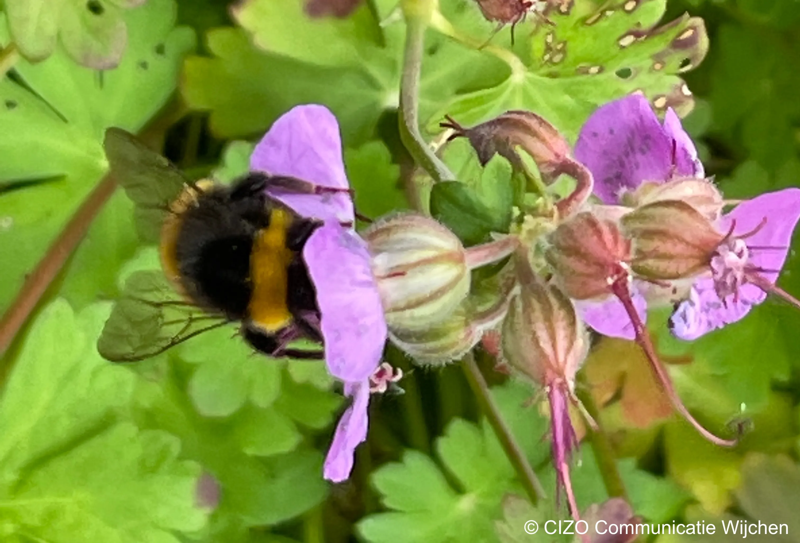 bij bloemen cizo