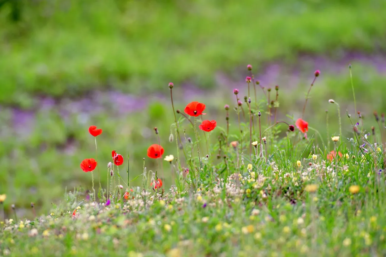 poppies g88f3743f7 1280