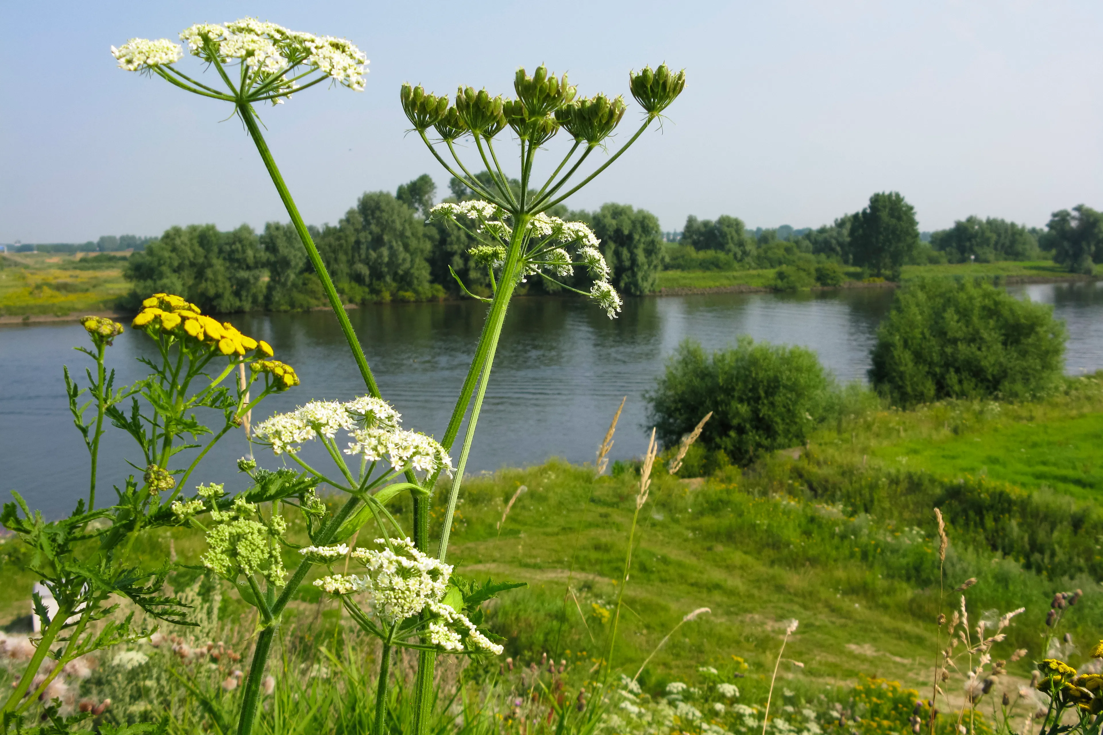 riviernatuur de lymen natuurmonumenten namo51160