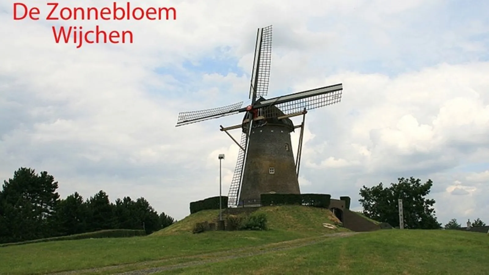 zonnebloem afdeling wijchen
