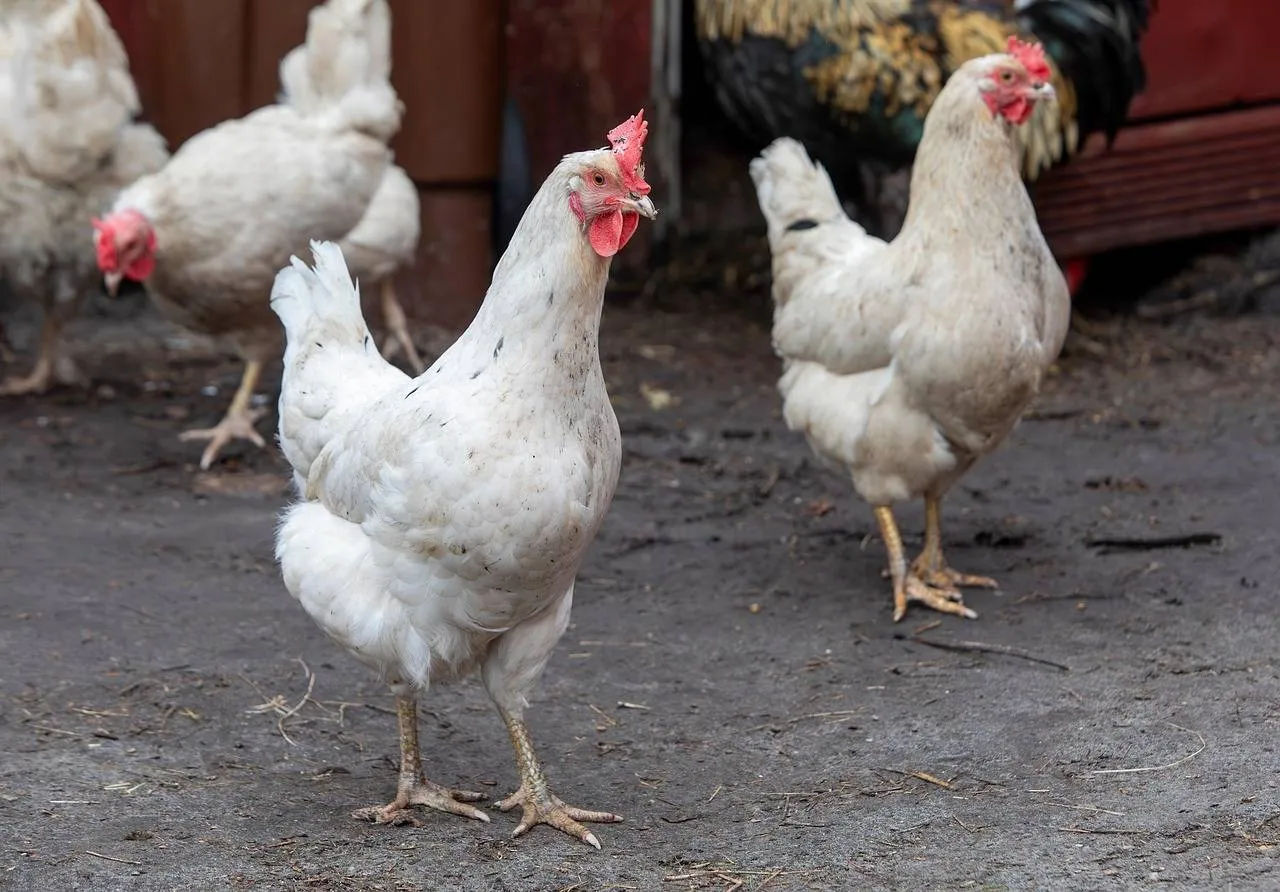 chicken-8726388_1280