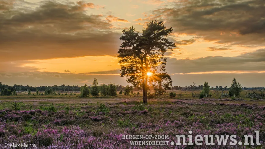 grenspark kalmthoutse heide foto mark mertens