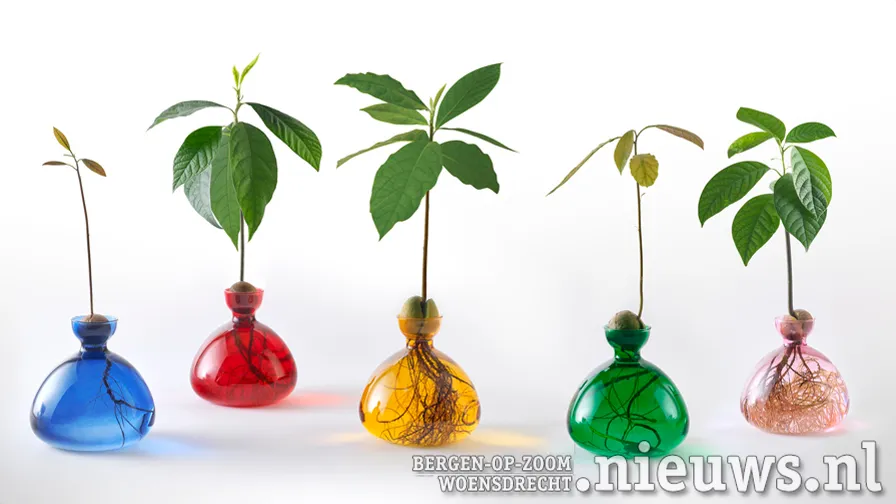 ilex studio coloured avocado vases 3000x1613