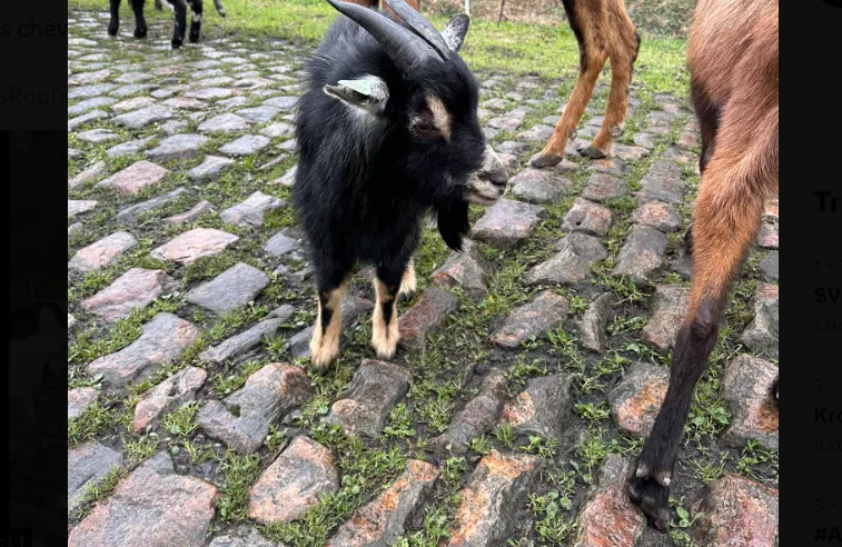 🎥 Sfeerbeelden vanuit Arenberg: Geiten plaveiden de kasseien uit Roubaix voor Van der Poel, Philipsen en Pedersen