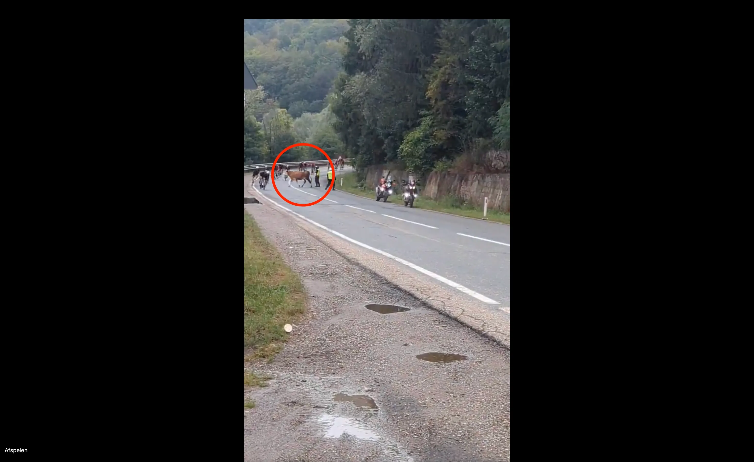 🎥 Riders hit the brakes in Romania, not for protest, but for a cow crossing the road