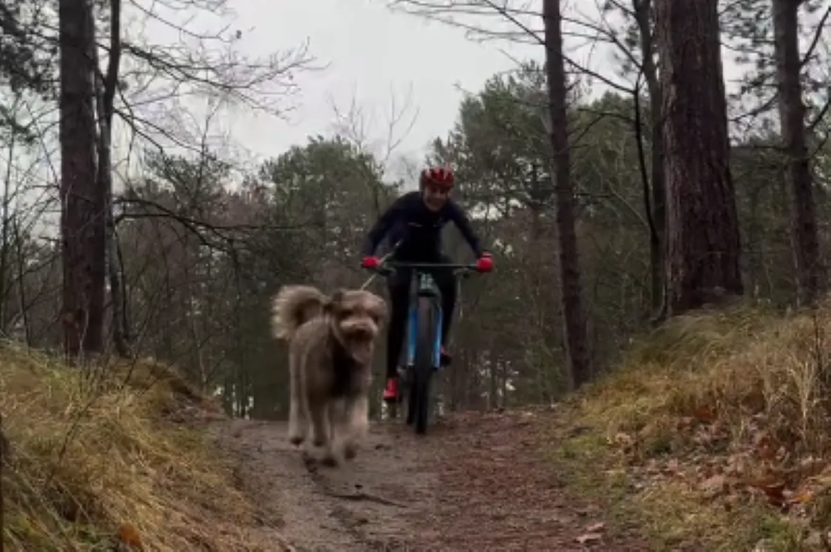 Een crossdag voor Team Brand, met naast Lucinda ook de nodige aandacht voor... labradoodle George!