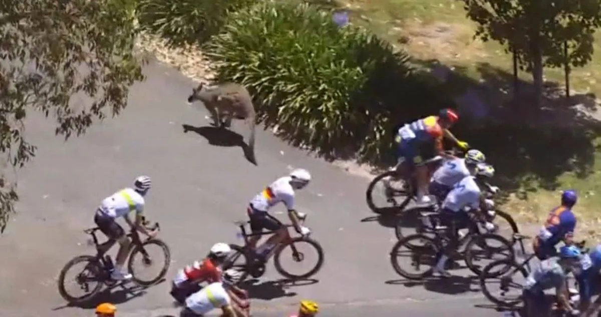 🎥 Bizarre scenes in Australia as kangaroo causes crash involving Tour Down Under leader Jay Vine