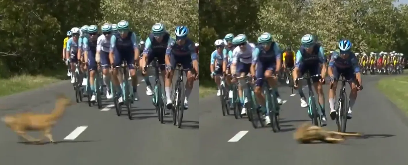 🎥 Deer me, that was close! Sketchy moment of the day comes not from the wet Giro, but from a Hungarian course invader
