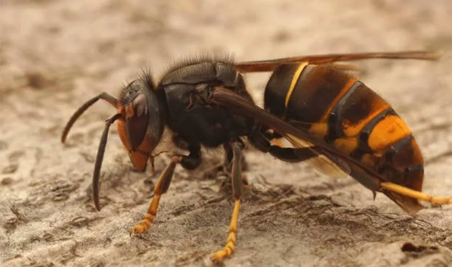 Aziatische hoornaar invasieve exoot