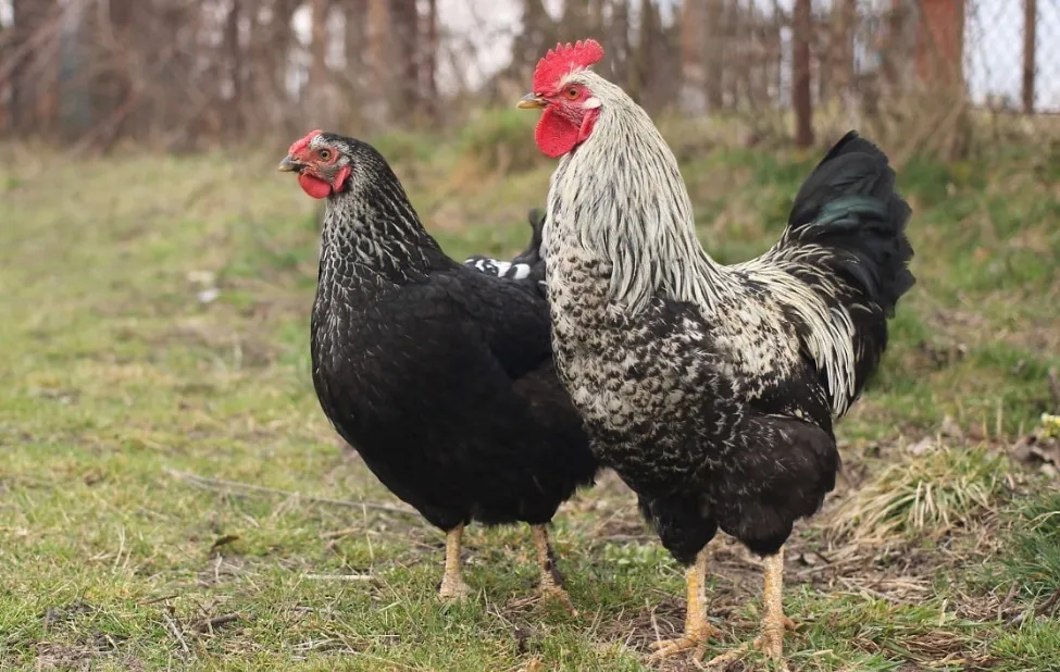 Screenshot_20251202_173101