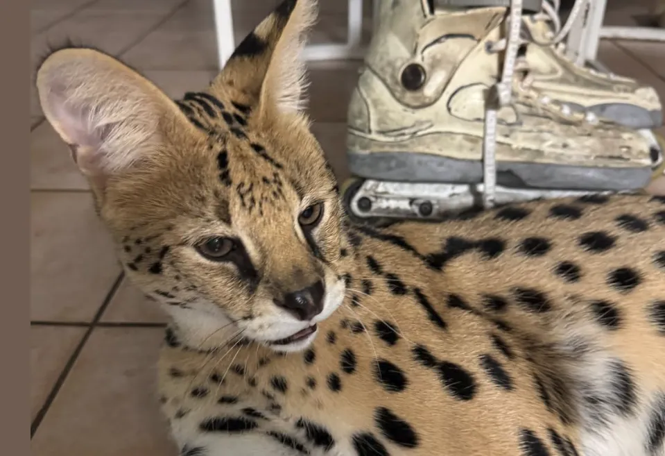 Screenshot_20260214_125748