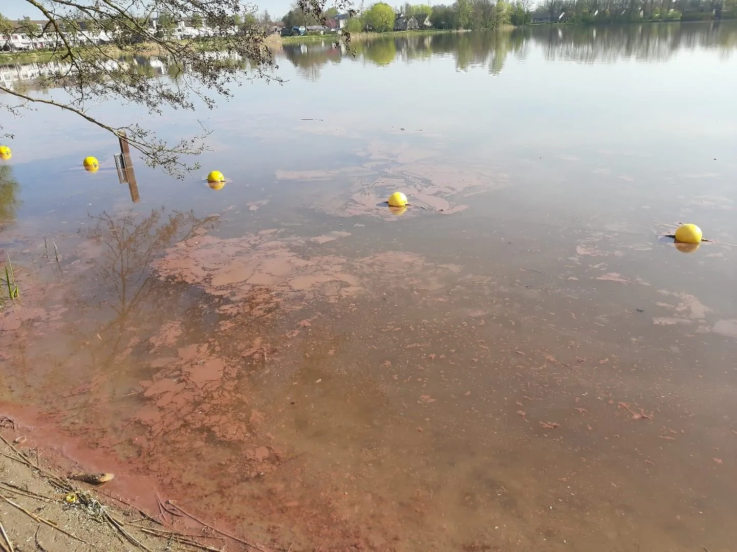 Waarschuwing voor blauwalgen bij Tijningenplas in Zaltbommel ingetrokken