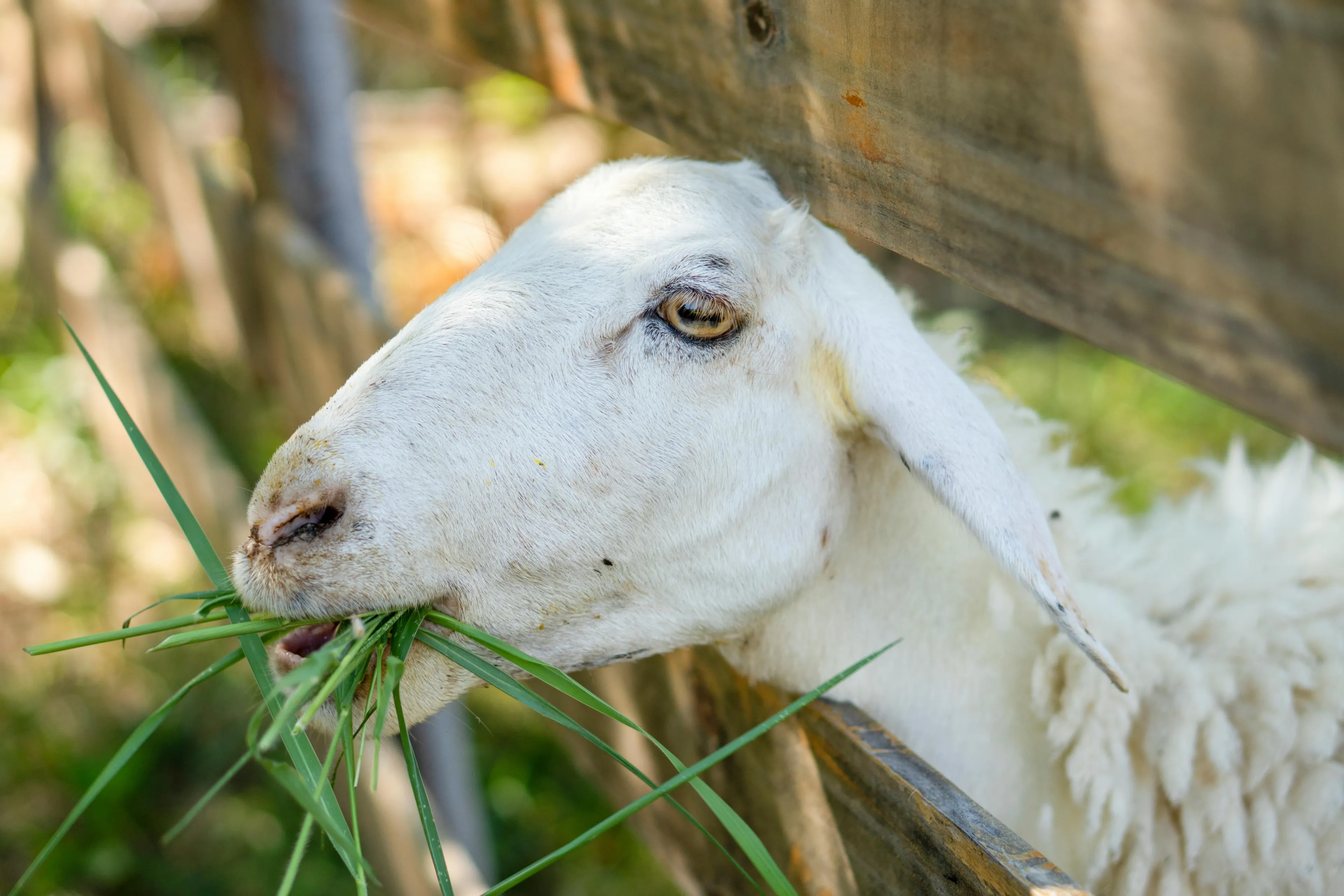 Gemeente in gesprek over toekomst geitenhouderij in Brakel