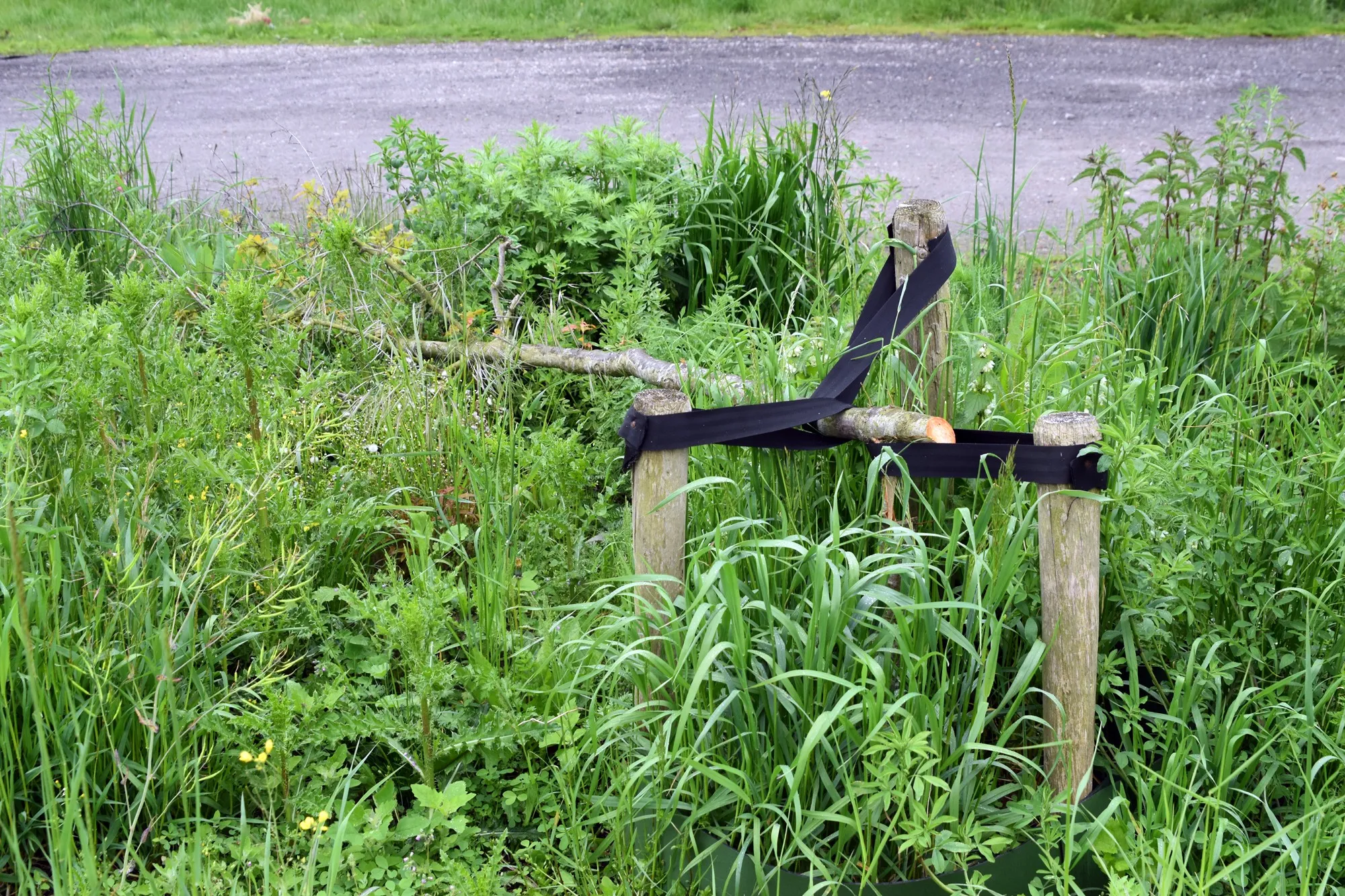 Opnieuw jonge bomen vernield bij natuurgebied De Lieskampen