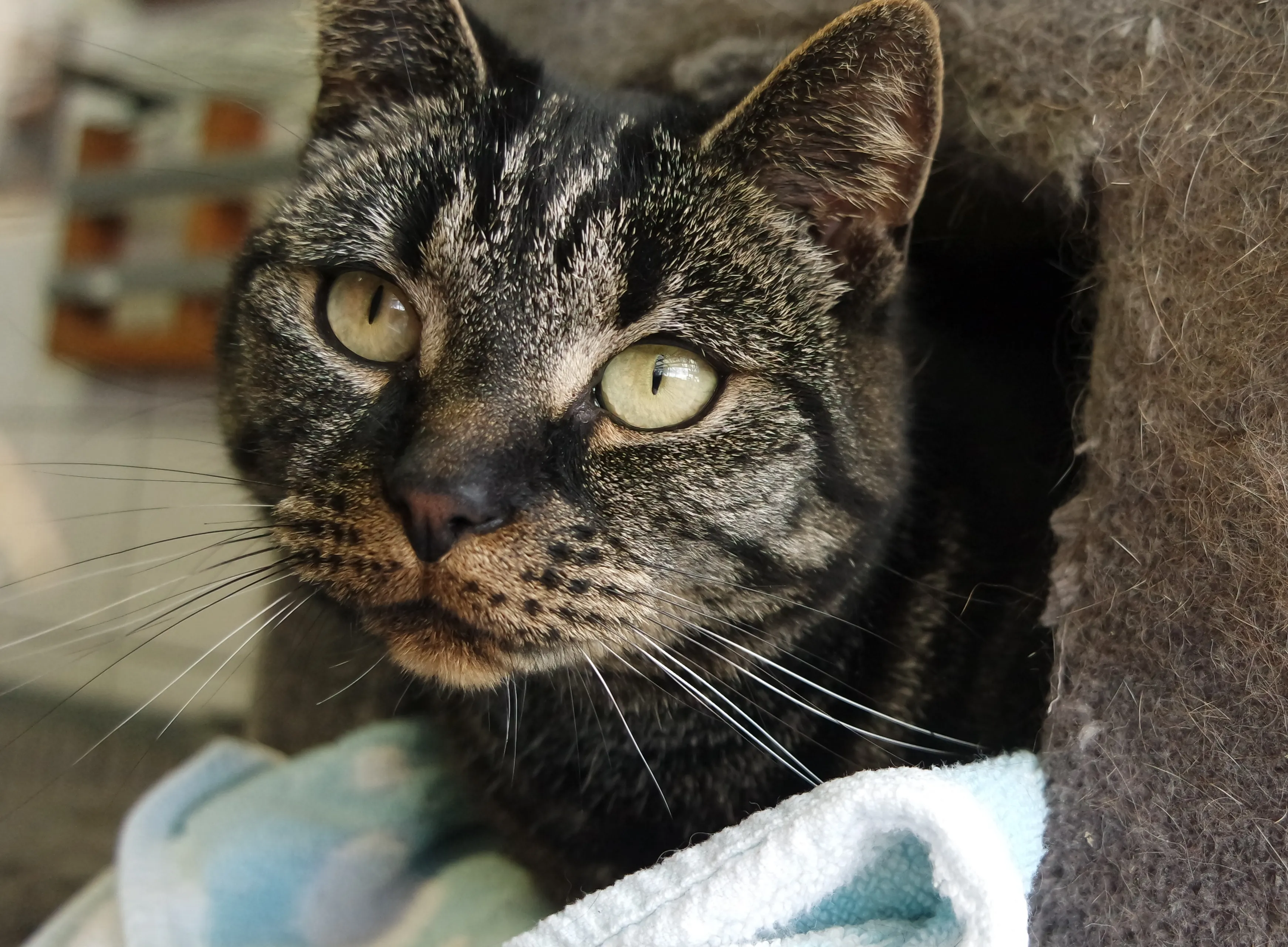 billy krant dier van de week dierentehuis kennemerland