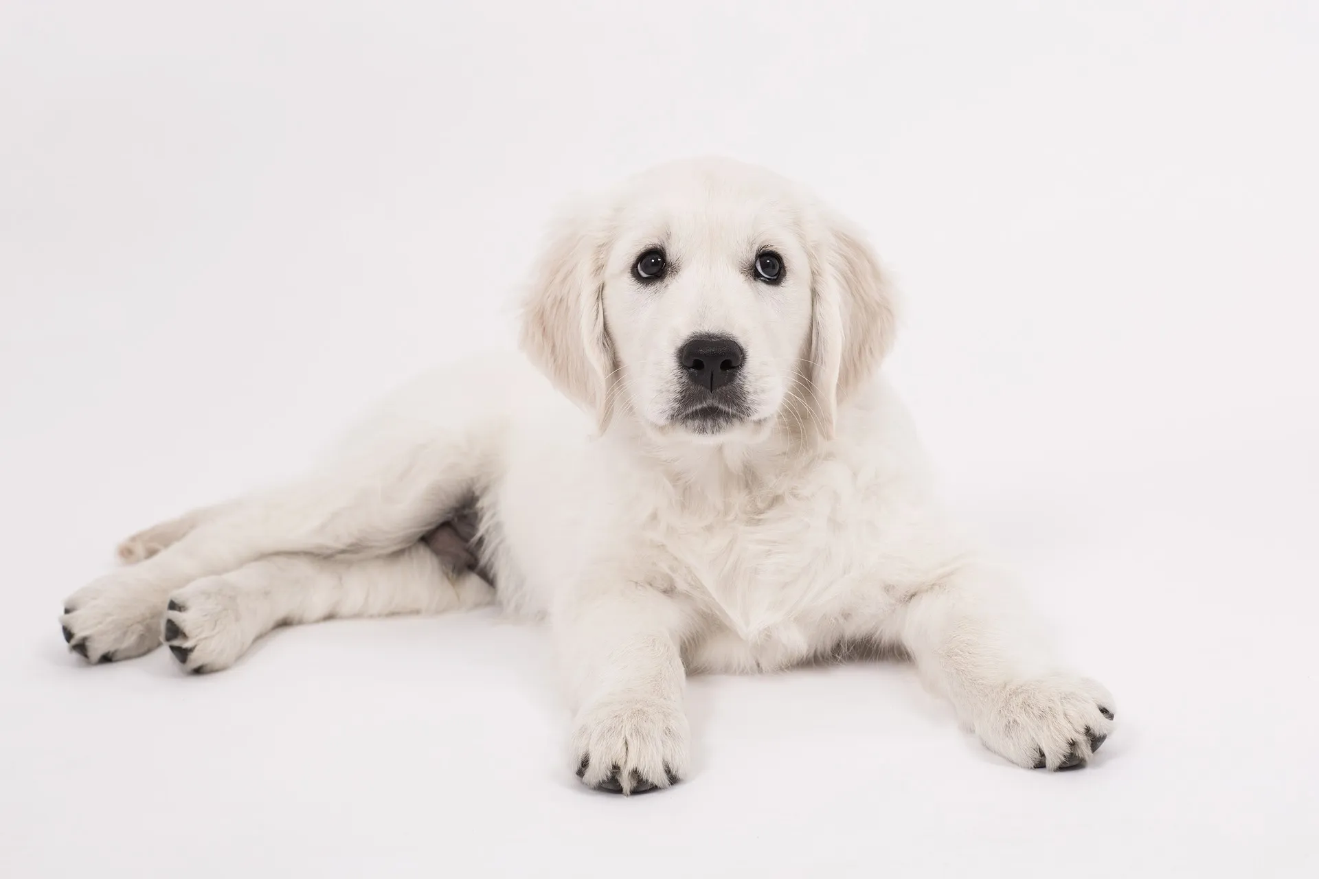 hond 2 pixabay