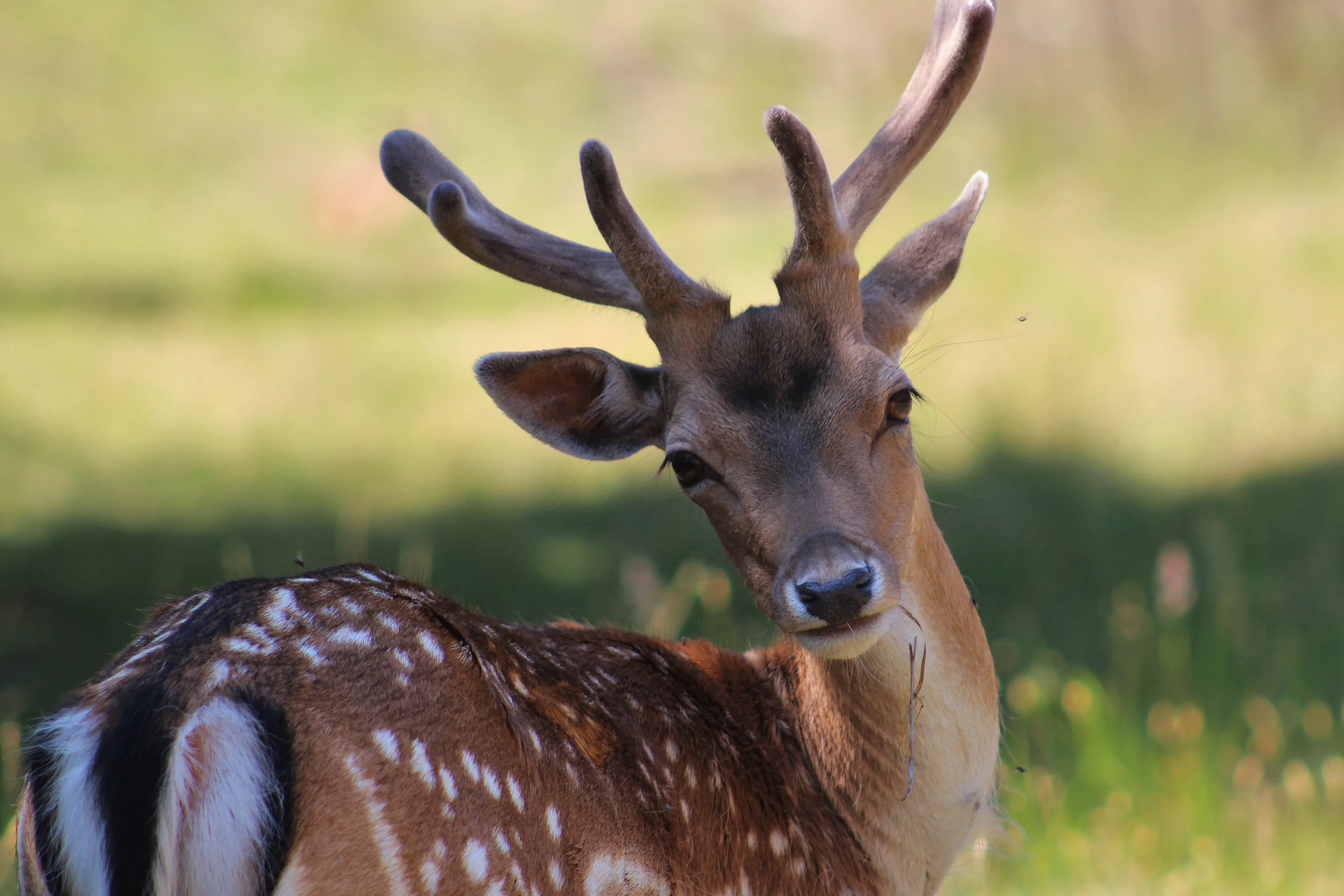 oh my deer 2 yvonne steenbergen