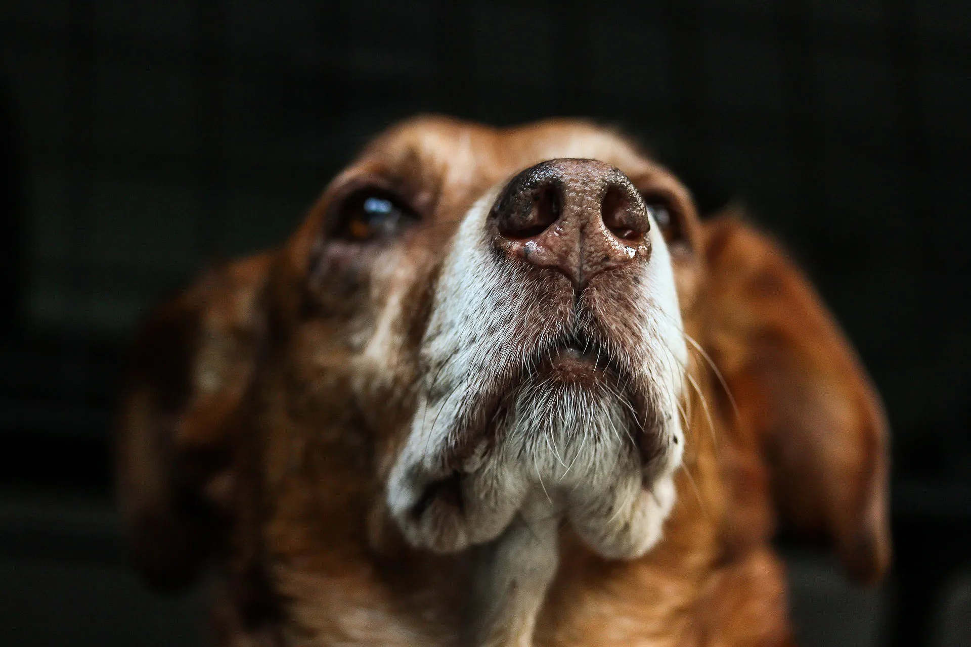 pixabay hond 2 wim meijer fotografie