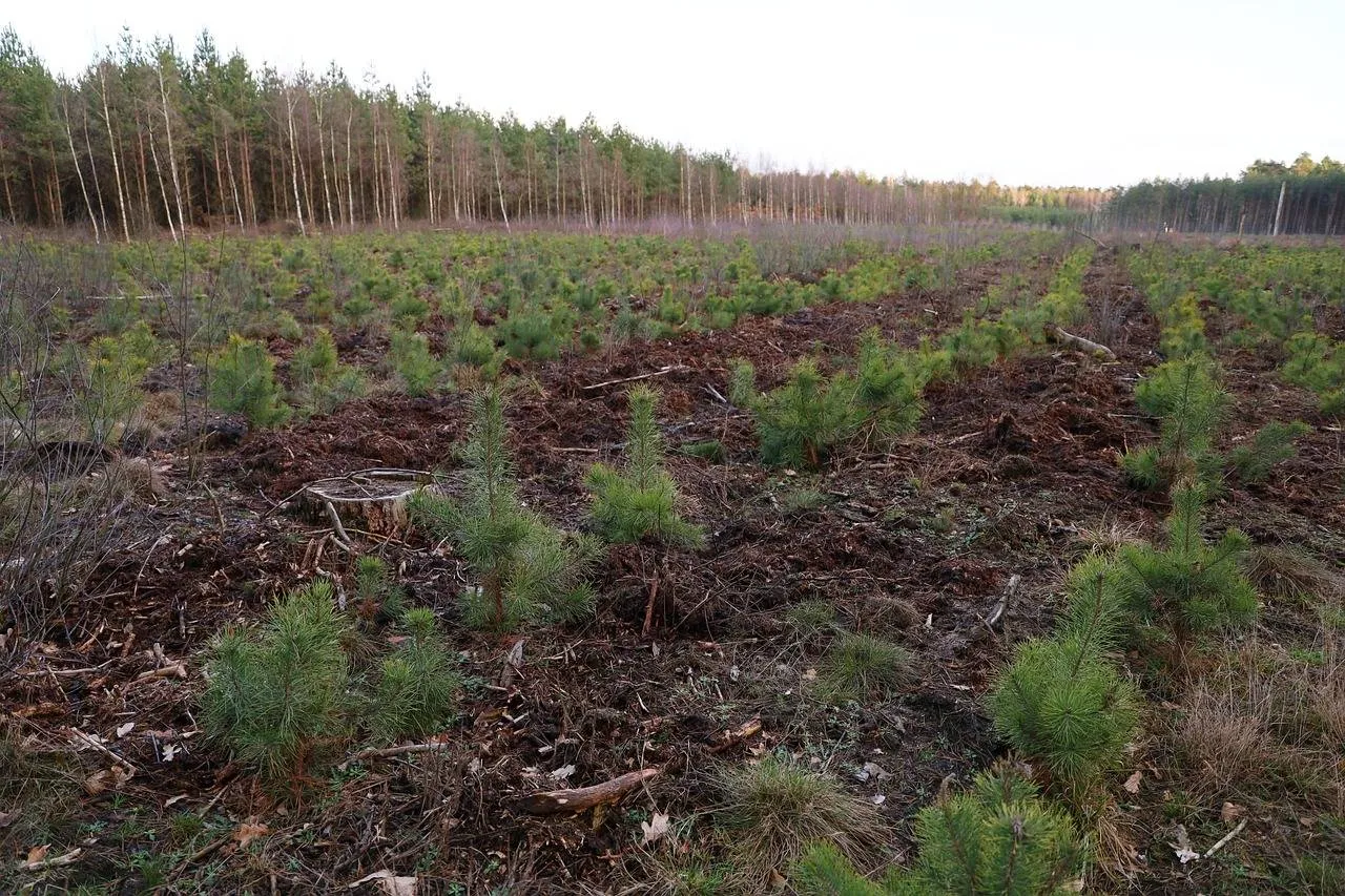 jonge dennenbomen mateusz foto via pixabay
