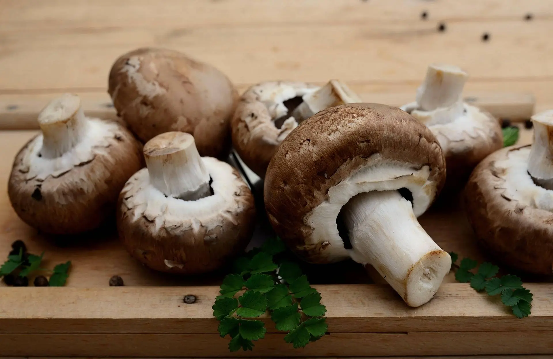 paddenstoelencongerdesign-mushrooms-8618284_1920