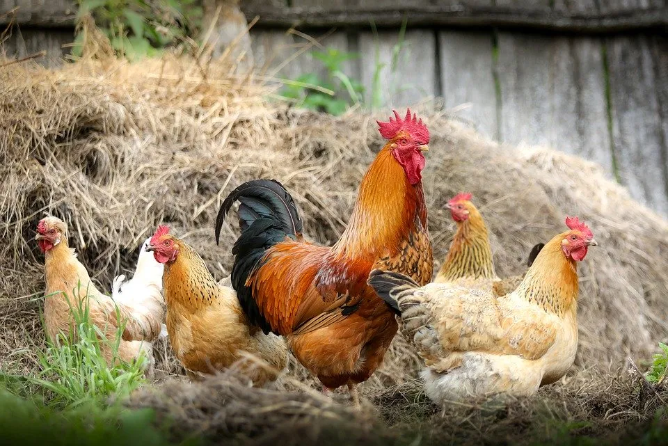 cock 2522623 960 720