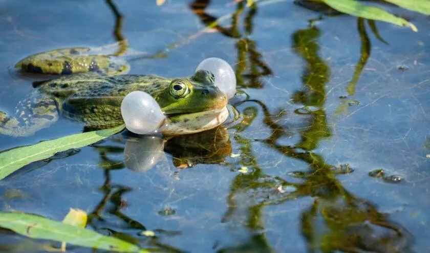 kikker stockfoto