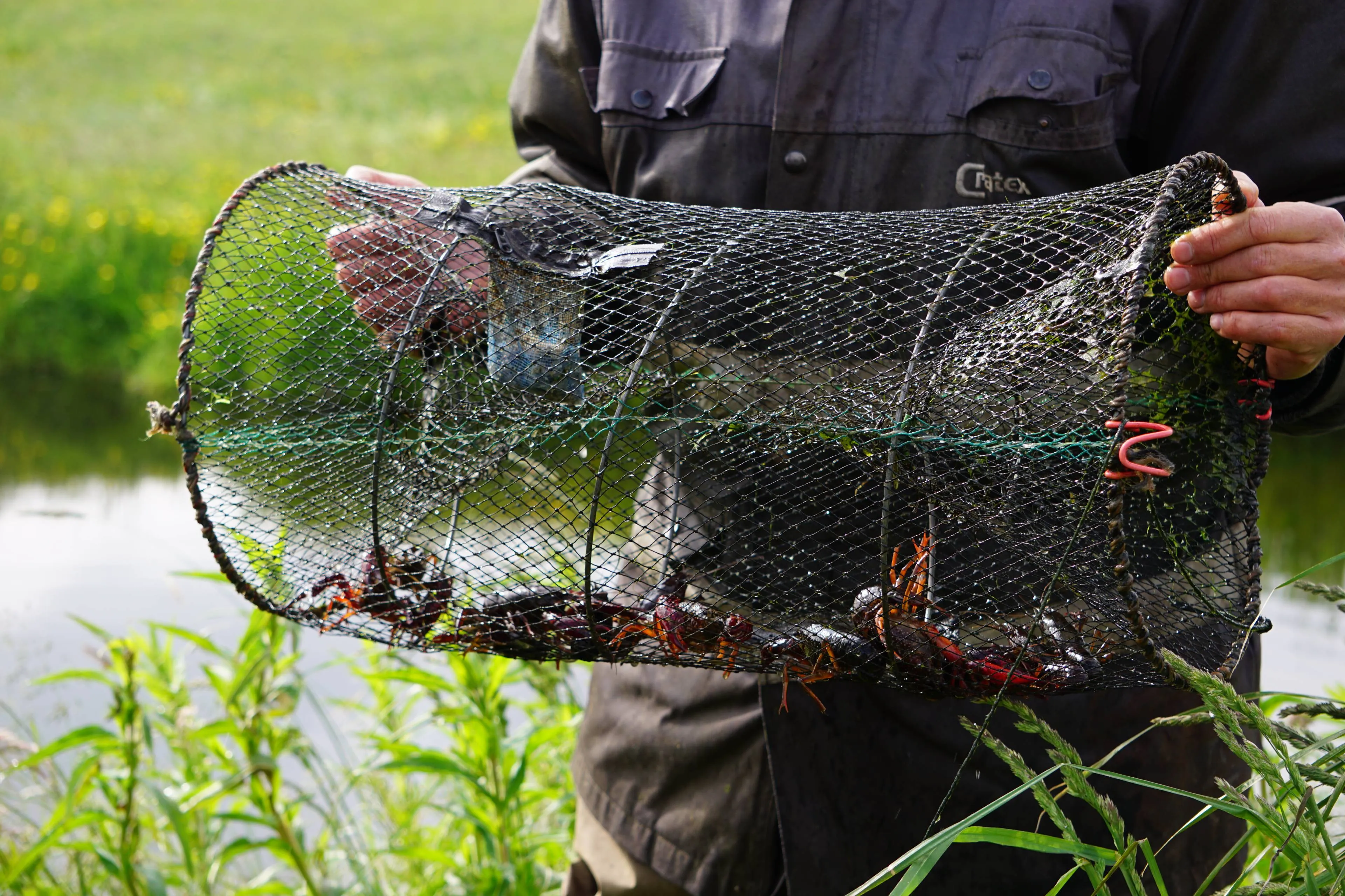 Kreeftenvisser met kreeften in korf