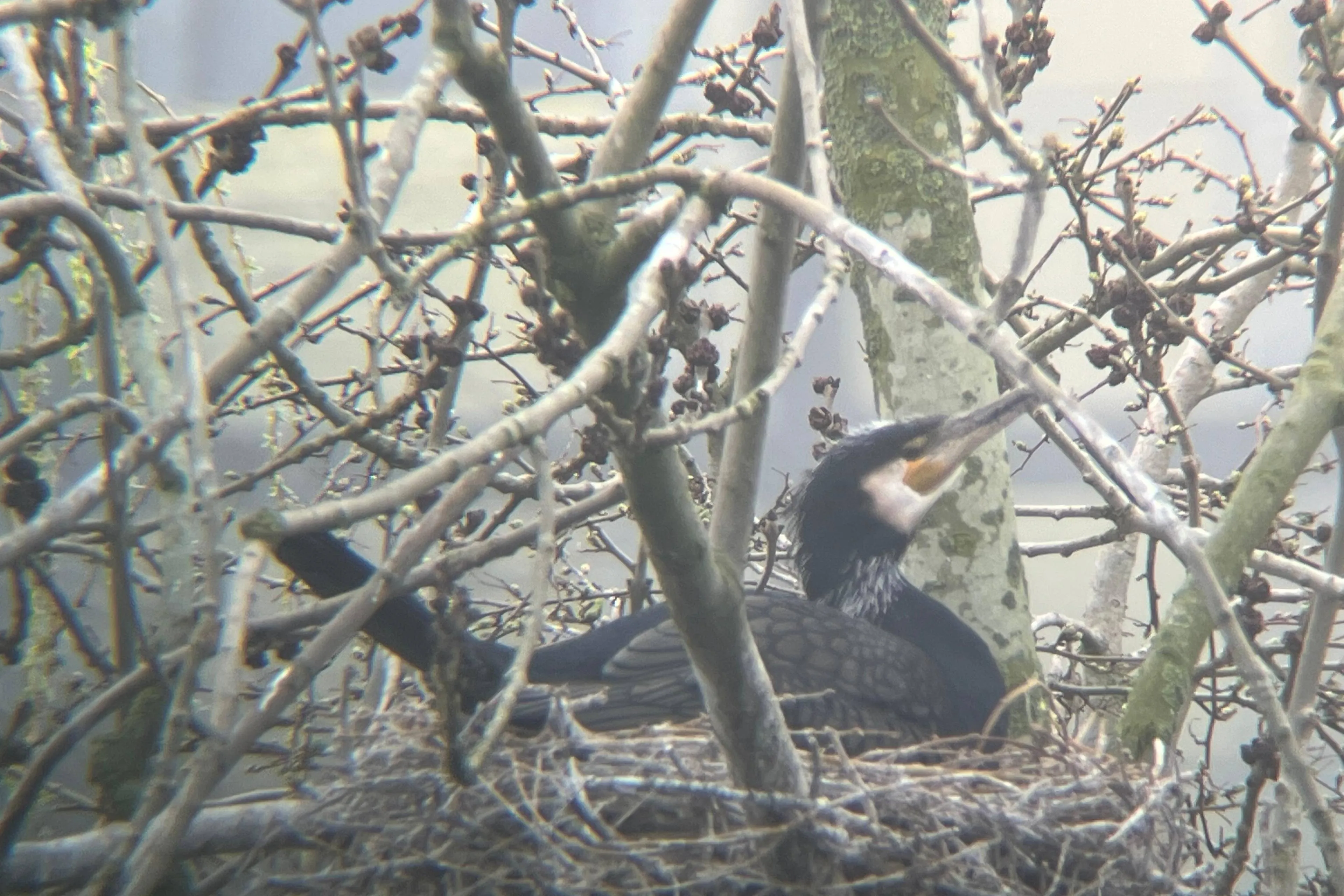 Plas van Poot, de onbekende natuurparel van Zoetermeer - foto genomen met telescoop - fotograaf Josine Boven