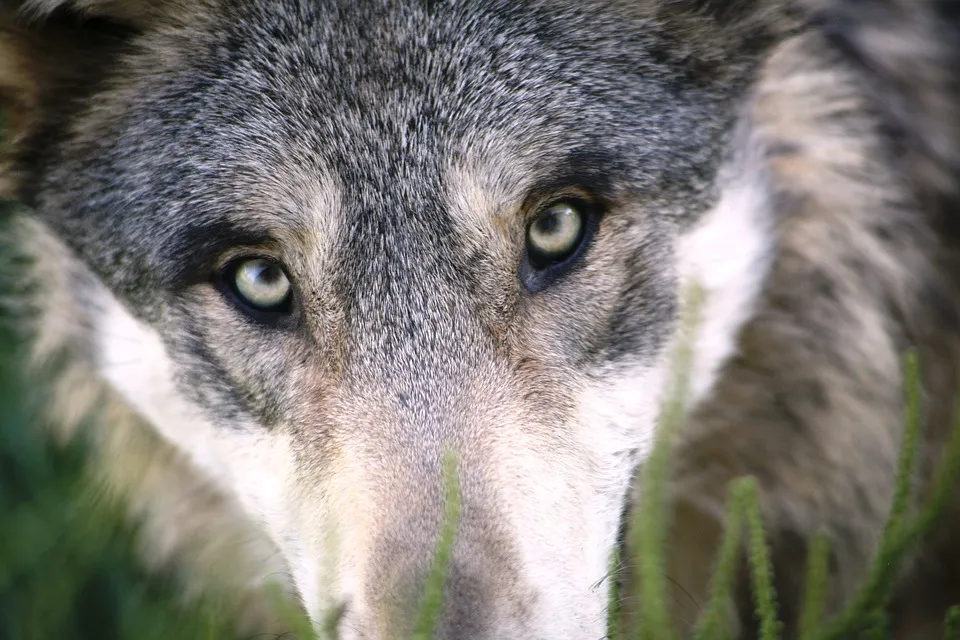 wolf 1284276 960 720