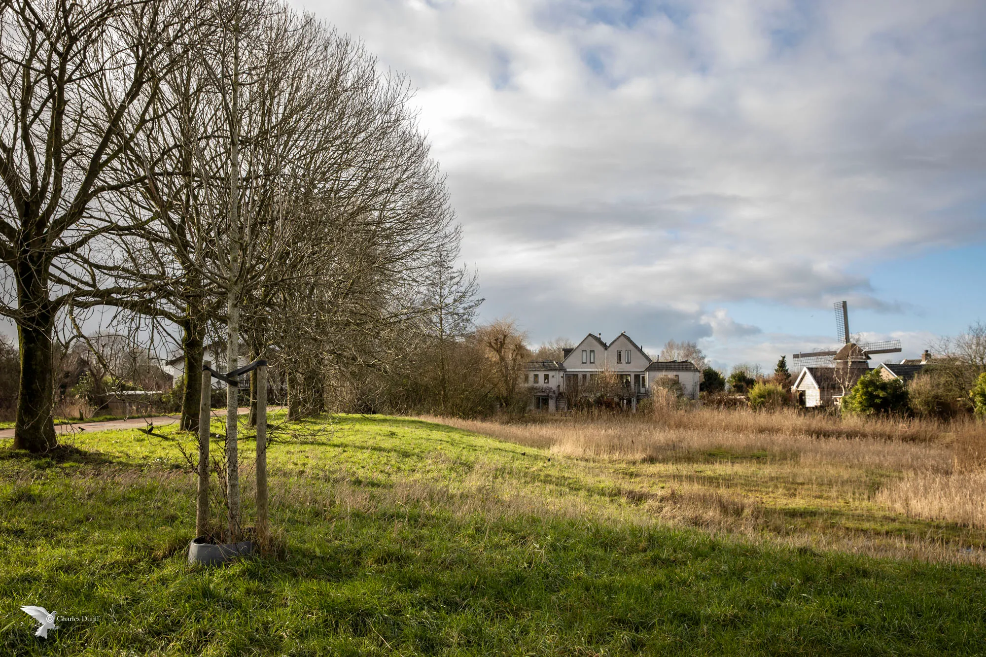 koedijk molen natuur