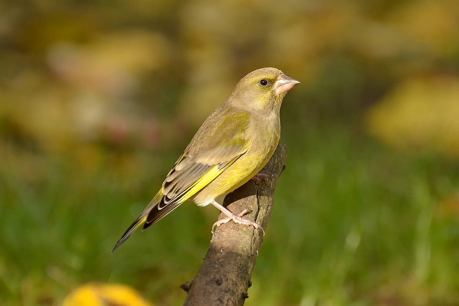 greenfinch 1154124 1920 groenling pixabay