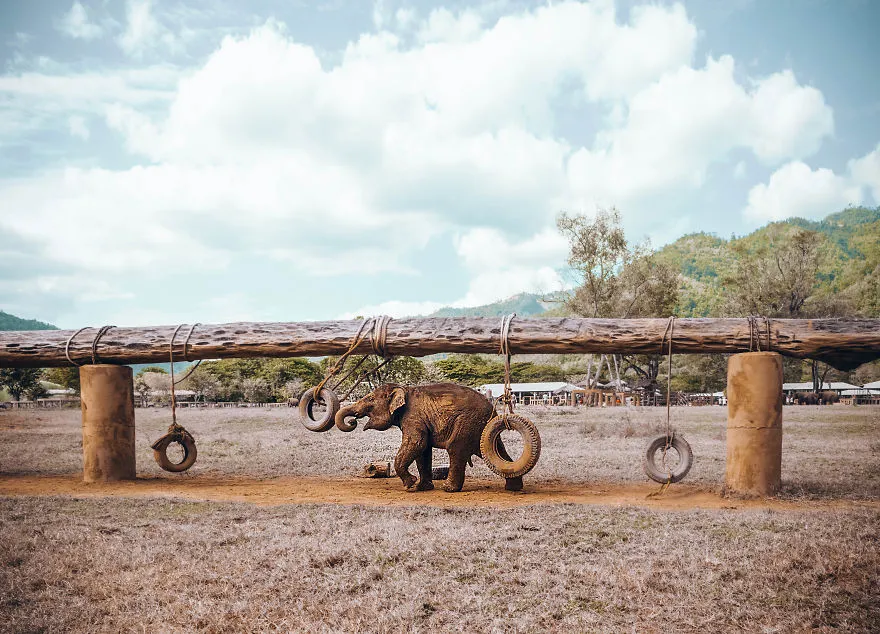 olifanten olifantenverblijf thailand femfem