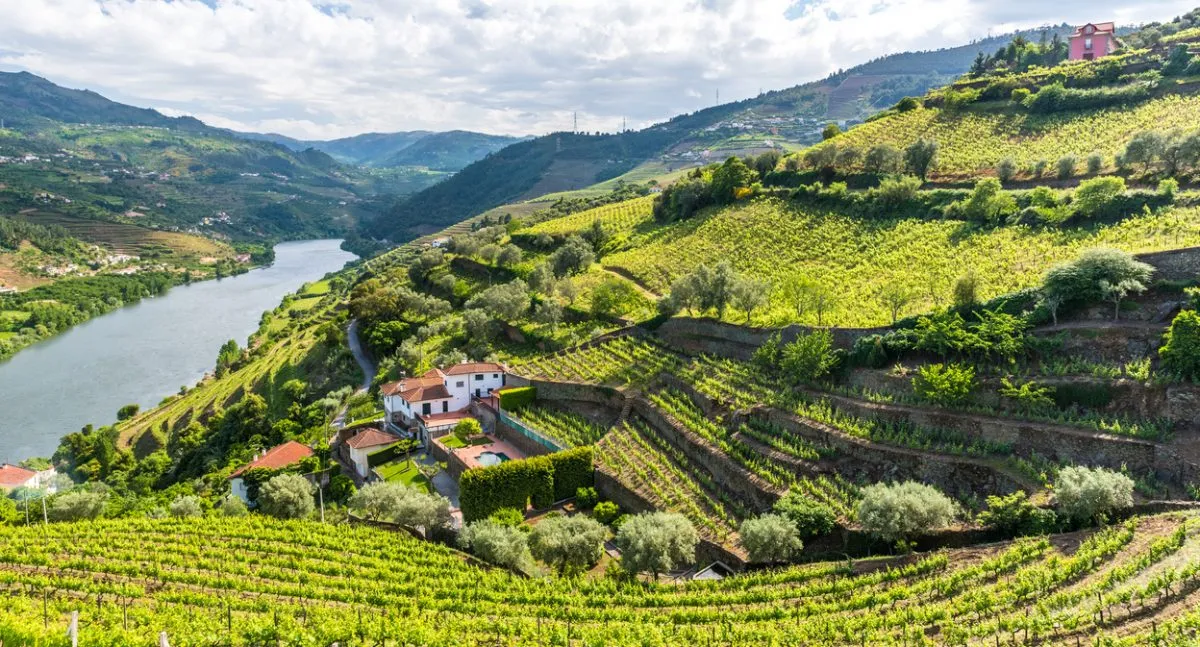 portugal wijn uitzicht femfem 1200x647