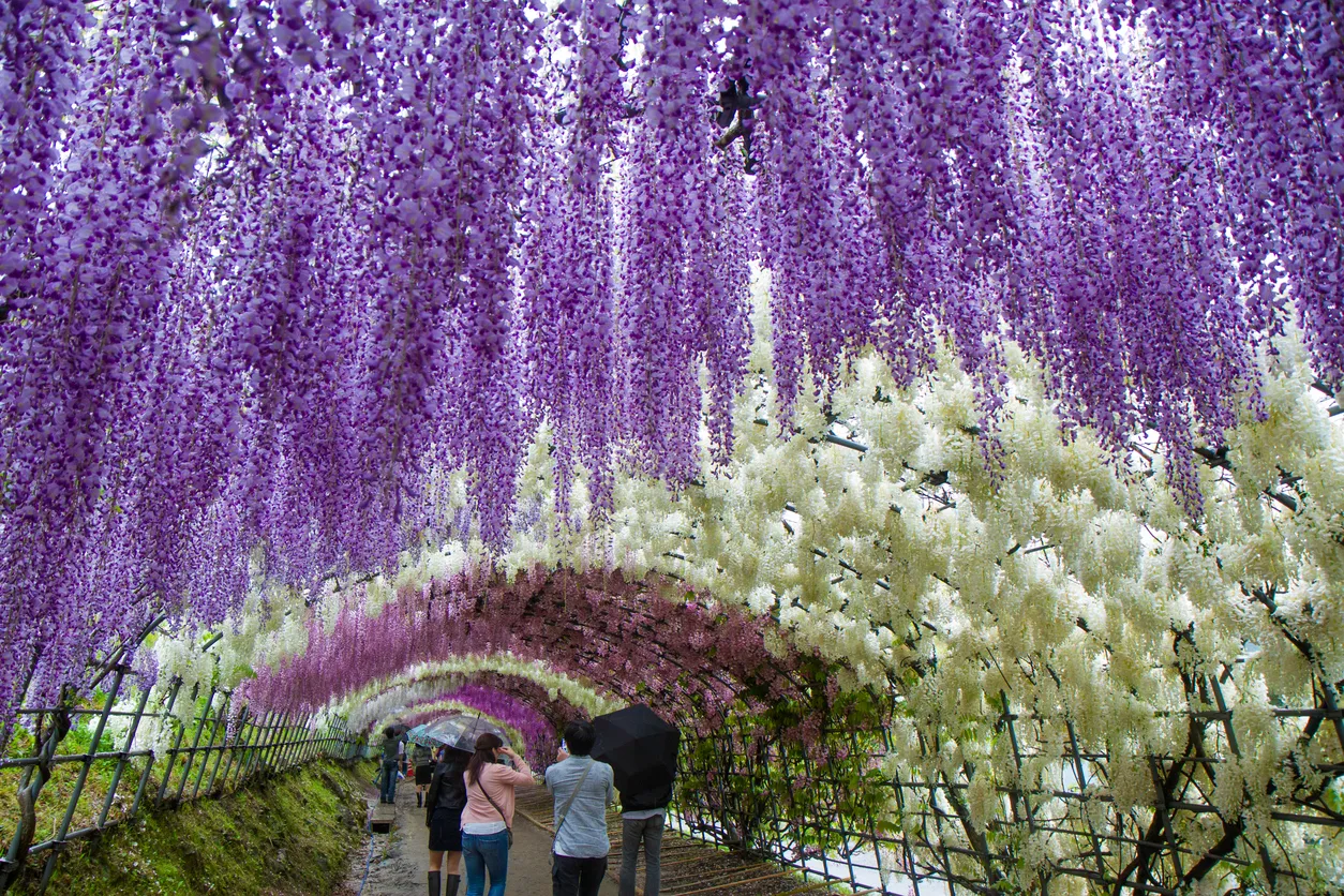 wisteria flower tunnel femfem