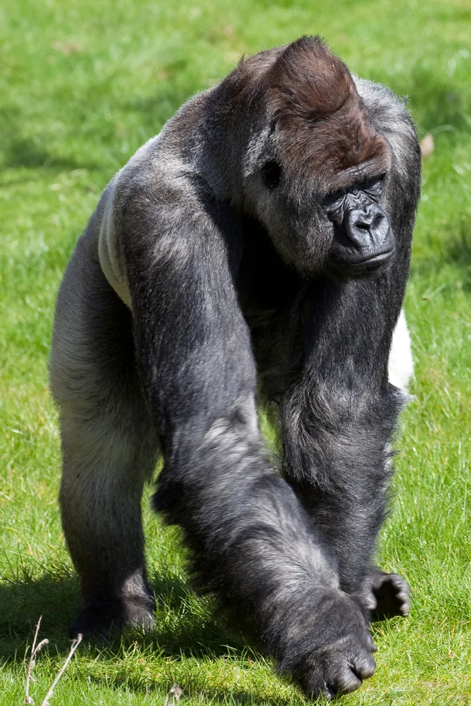 bokito worlds most famous gorilla 4528396055