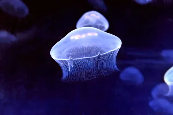 depositphotos 9036899 stock photo underwater image of jellyfishes