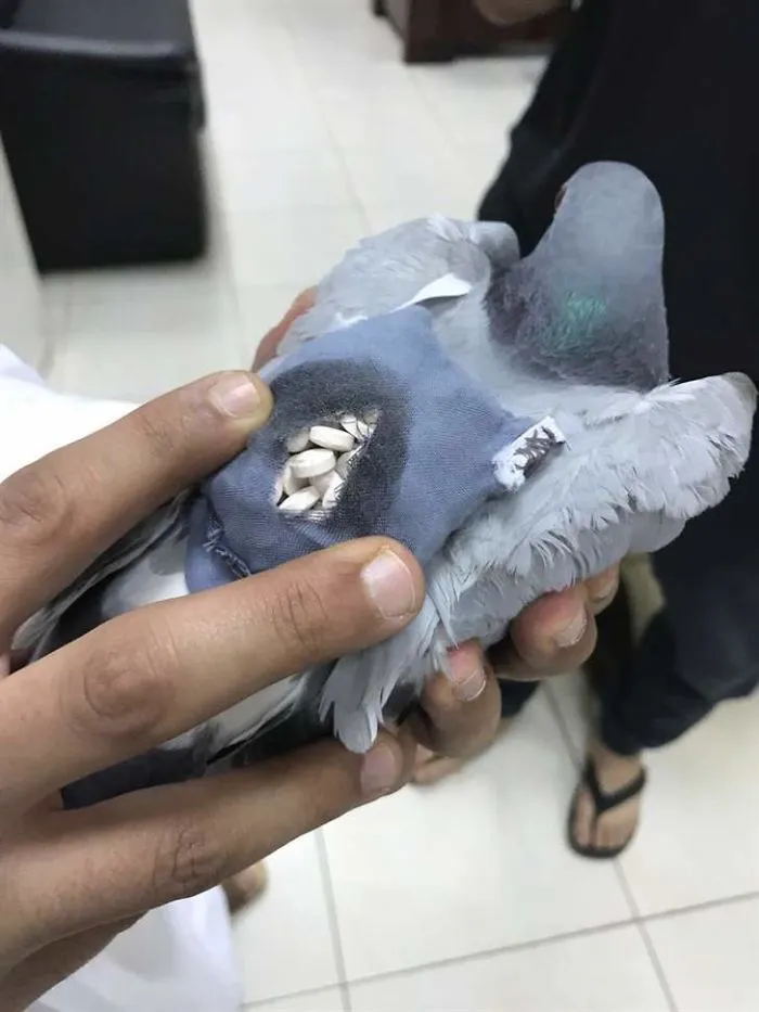 ecstasy drug smuggling pigeon iraq kuwait 5926d857bf790 700