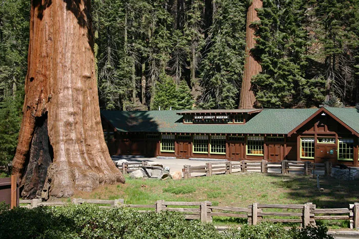 giant sequoia tree mayor revenge story 10
