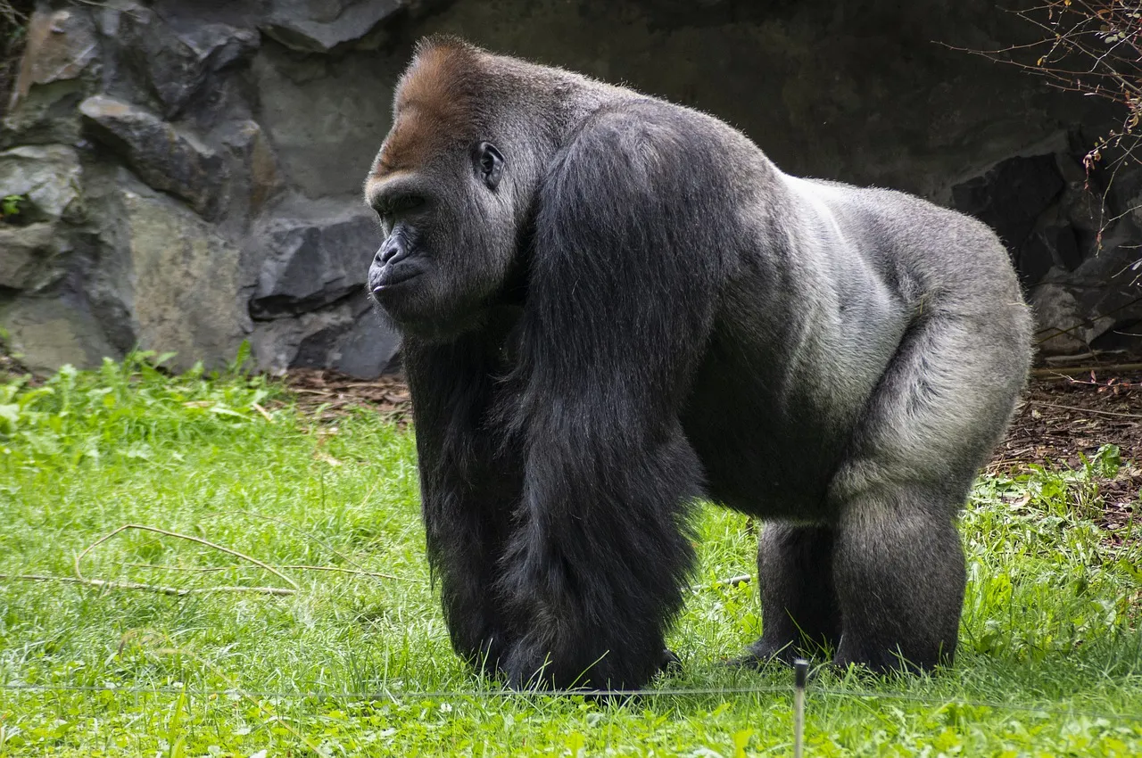 pixabay gorilla